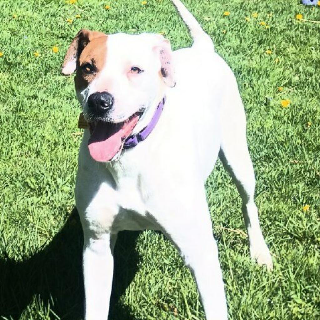 Otis