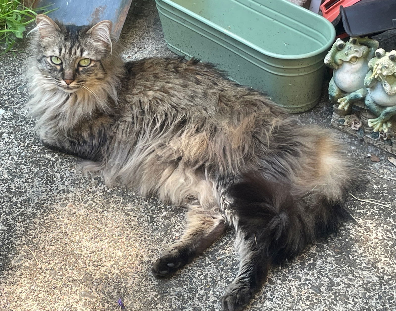 LANI - Offered by Owner - Siberian mix., an adoptable Domestic Long Hair, Siberian in Hillsboro, OR, 97123 | Photo Image 2