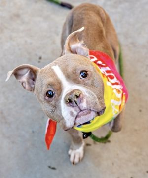 We are krazy about Kenza Shes a 3 year old 43 lb low rider and in a word-ADORABLE Kenza has