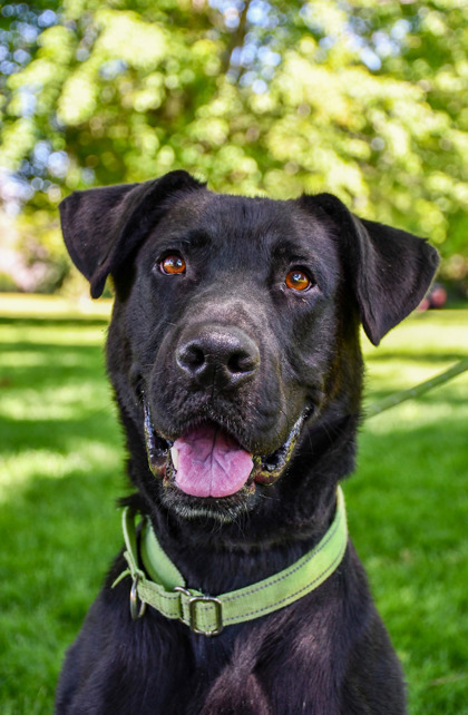 Maximus, an adoptable Labrador Retriever, Mixed Breed in Yakima, WA, 98901 | Photo Image 1