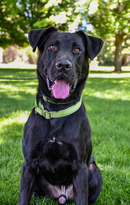 Maximus, an adoptable Labrador Retriever, Mixed Breed in Yakima, WA, 98901 | Photo Image 2