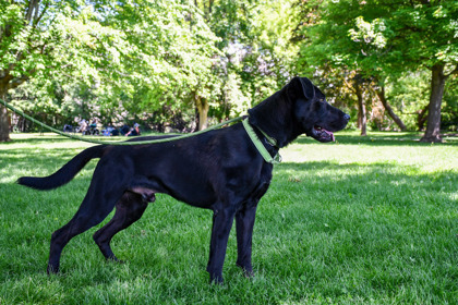Maximus, an adoptable Labrador Retriever, Mixed Breed in Yakima, WA, 98901 | Photo Image 3