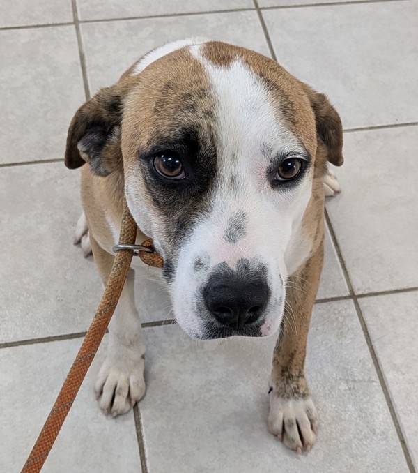 Roscoe