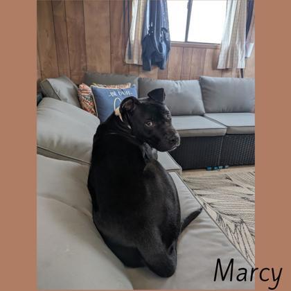 Marcy