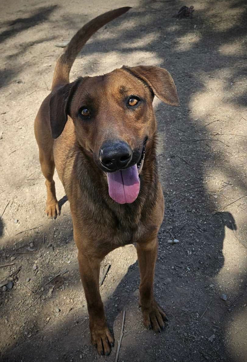 Donner, an adoptable Shepherd, Greyhound in El Centro, CA, 92243 | Photo Image 2