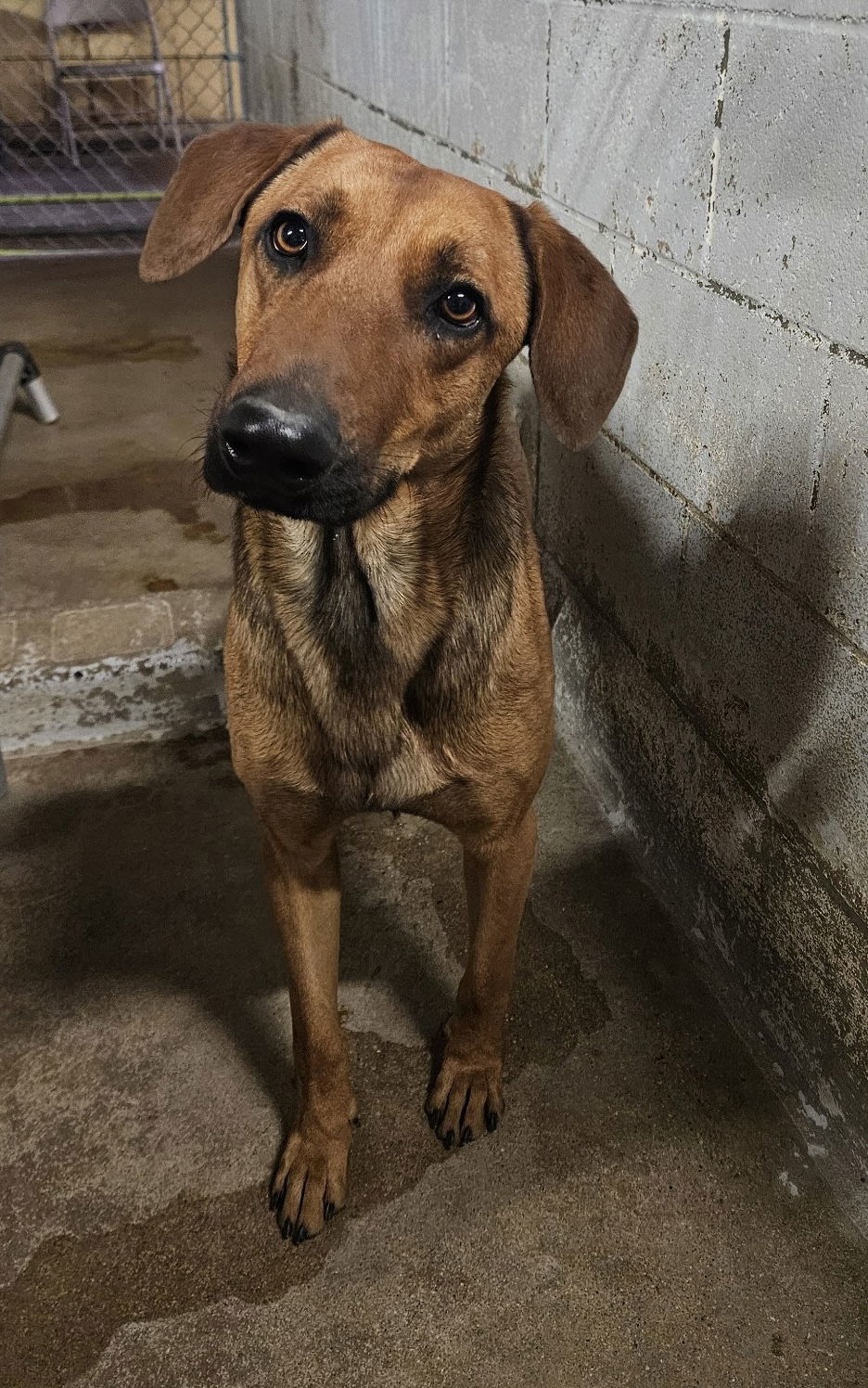 Donner, an adoptable Shepherd, Greyhound in El Centro, CA, 92243 | Photo Image 3
