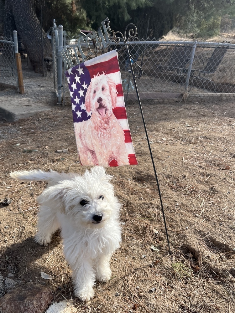 Cersei, an adoptable Goldendoodle in San Diego, CA, 92130 | Photo Image 1