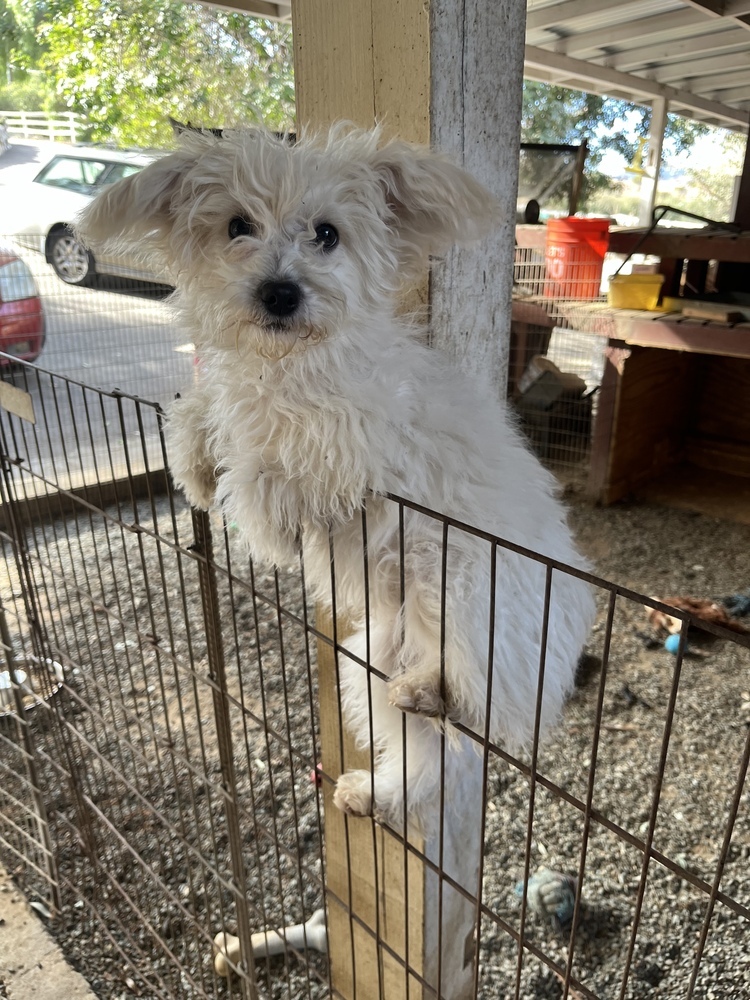 Cersei, an adoptable Goldendoodle in San Diego, CA, 92130 | Photo Image 2