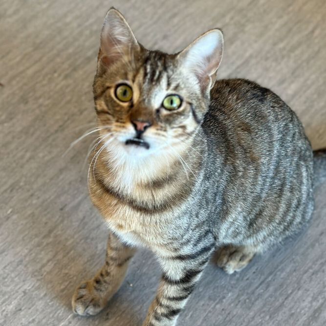 Cat For Adoption - Pierce, A Domestic Short Hair In Port Washington, Ny 