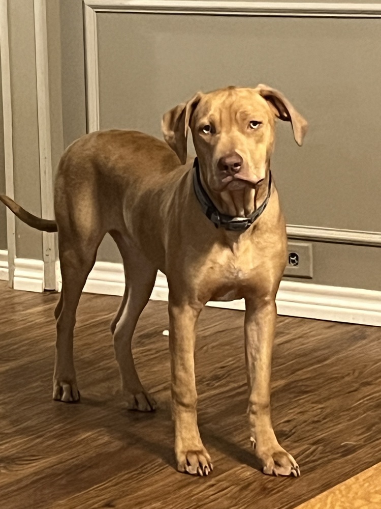 Wyatt, an adoptable Vizsla, Hound in Dallas, TX, 75248 | Photo Image 1