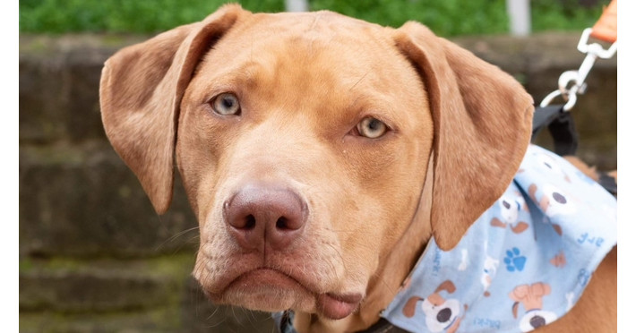 Wyatt, an adoptable Vizsla, Hound in Dallas, TX, 75248 | Photo Image 2