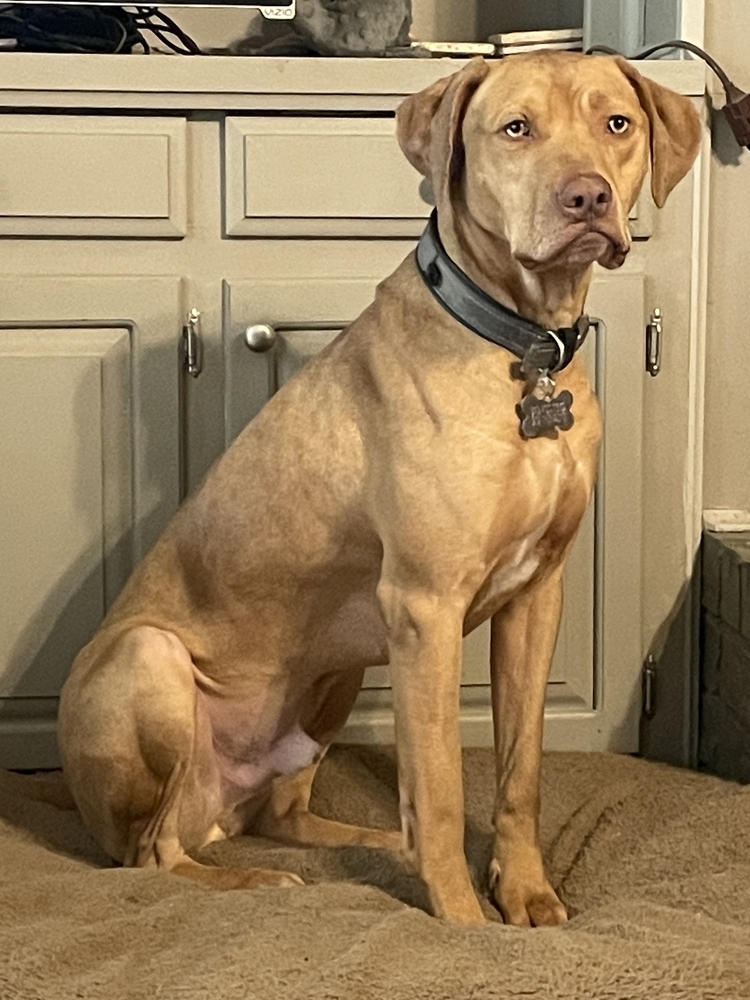 Wyatt, an adoptable Vizsla, Hound in Dallas, TX, 75248 | Photo Image 3