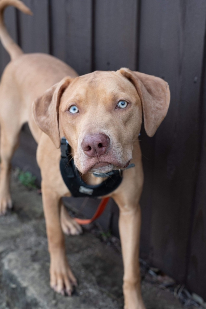 Wyatt, an adoptable Vizsla, Hound in Dallas, TX, 75248 | Photo Image 4