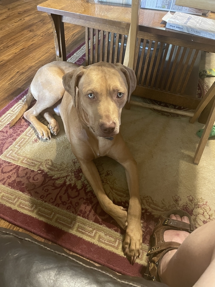 Wyatt, an adoptable Vizsla, Hound in Dallas, TX, 75248 | Photo Image 5