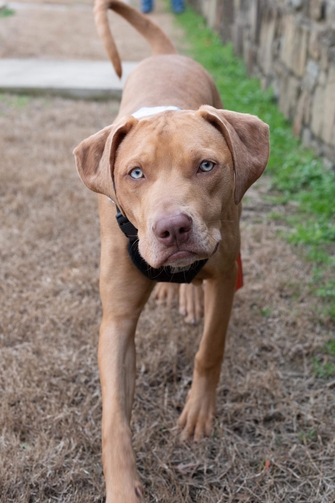 Wyatt, an adoptable Vizsla, Hound in Dallas, TX, 75248 | Photo Image 6