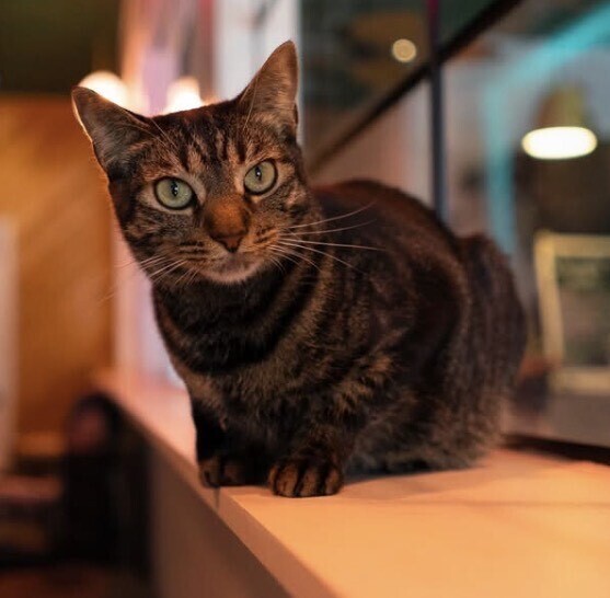 Ruby, an adoptable Domestic Short Hair in Fort Walton Beach, FL, 32548 | Photo Image 1