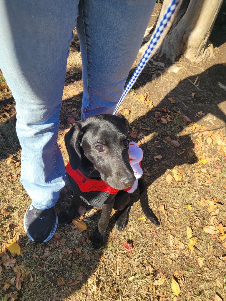 Jesse, an adoptable Labrador Retriever, Weimaraner in Darien, GA, 31305 | Photo Image 1