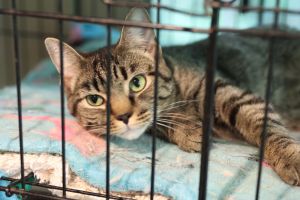 Zula, Young Female Domestic Short Hair