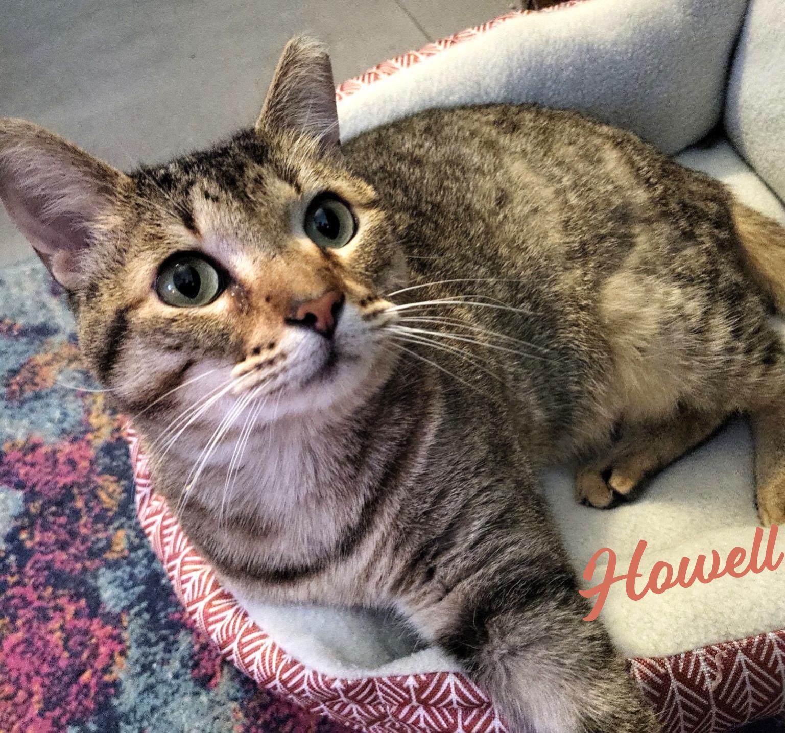 Howell #soulful-green-eyes