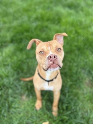 You can fill out an adoption application online on our official websiteGatsby GA is a male Pit Bu
