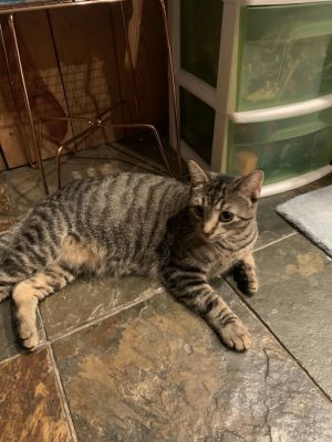 Louise, Young Female Domestic Short Hair