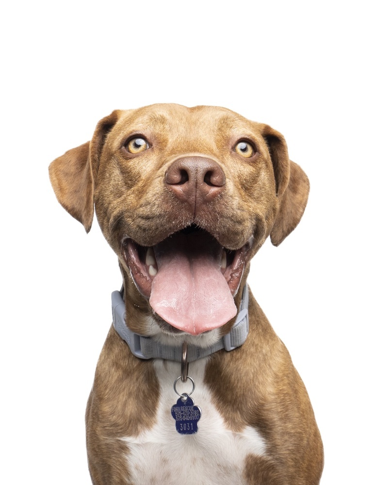 Ember, an adoptable Hound, Vizsla in Denver, CO, 80223 | Photo Image 2