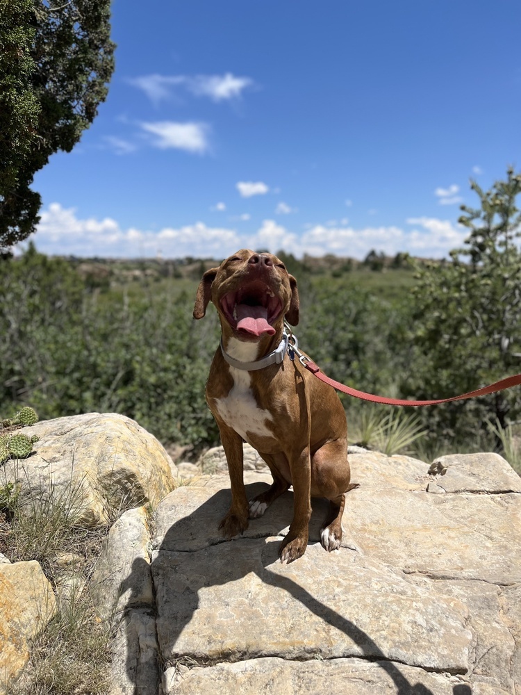Ember, an adoptable Hound, Vizsla in Denver, CO, 80223 | Photo Image 2