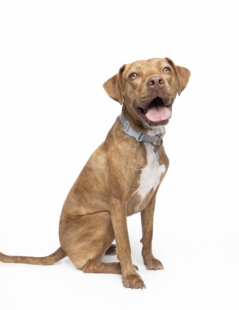 Ember, an adoptable Hound, Vizsla in Denver, CO, 80223 | Photo Image 3