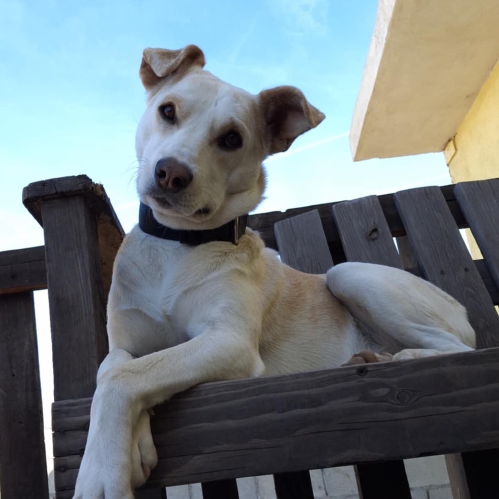 Perseus