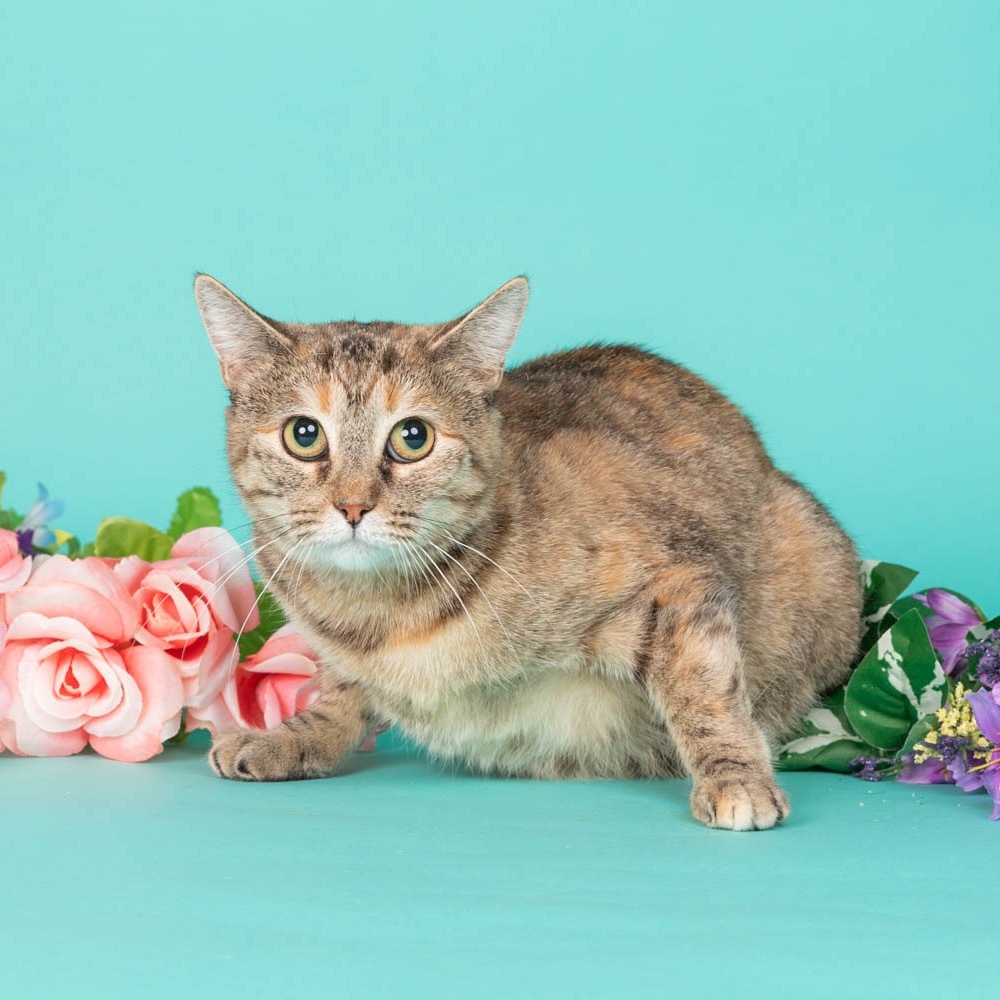 Bobbi, an adoptable American Bobtail, Domestic Short Hair in Hackett, AR, 72937 | Photo Image 1