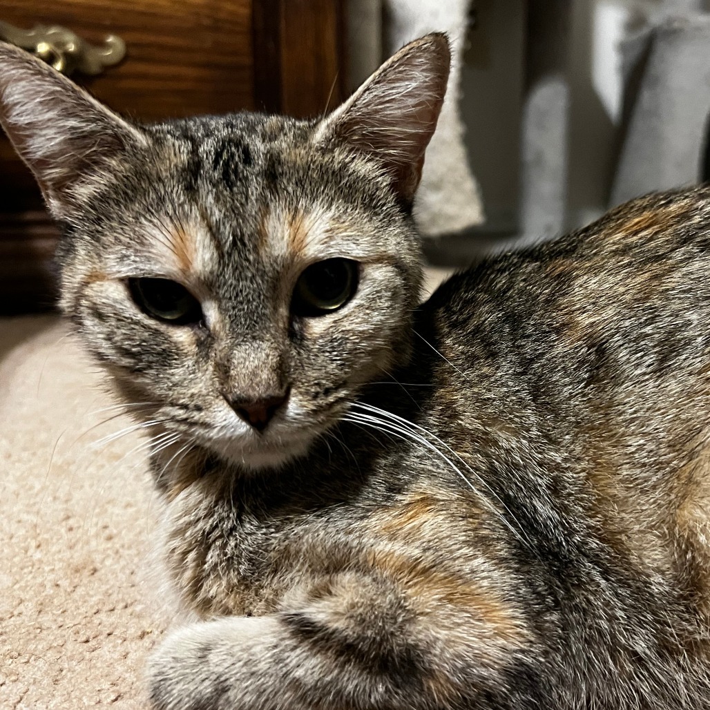 Bobbi, an adoptable American Bobtail, Domestic Short Hair in Hackett, AR, 72937 | Photo Image 2