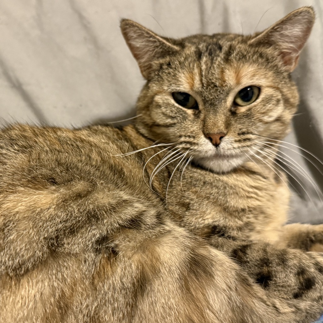 Bobbi, an adoptable American Bobtail, Domestic Short Hair in Hackett, AR, 72937 | Photo Image 3