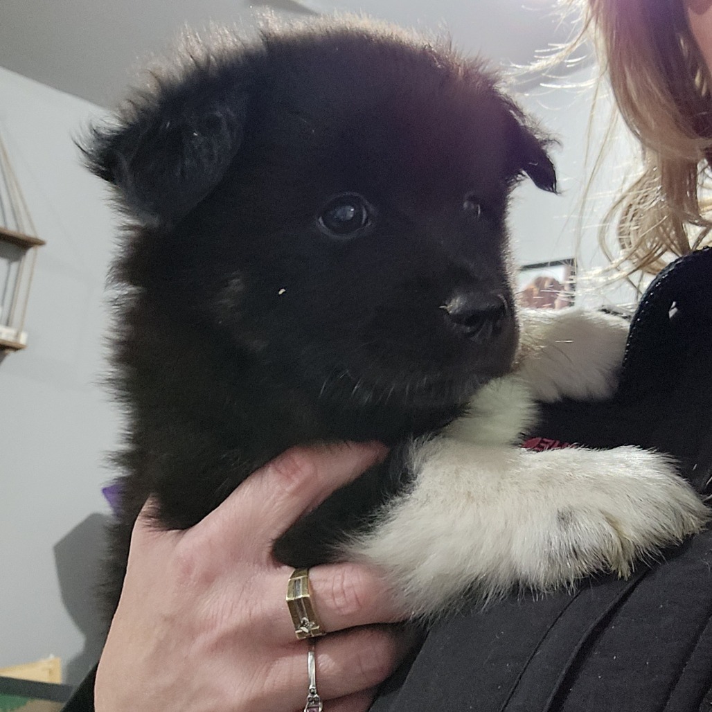 Green Bean, an adoptable Schipperke, Mixed Breed in Wappingers Falls, NY, 12590 | Photo Image 1