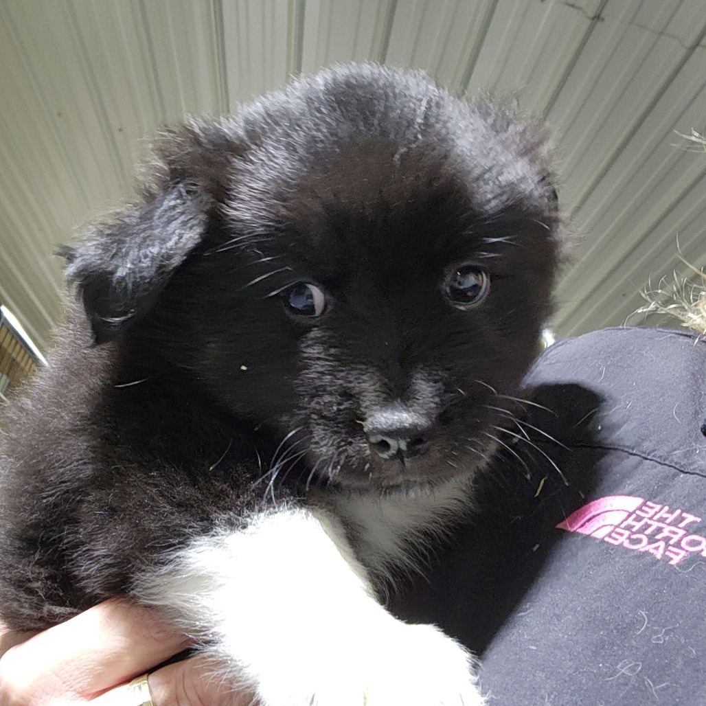 Green Bean, an adoptable Schipperke, Mixed Breed in Wappingers Falls, NY, 12590 | Photo Image 2