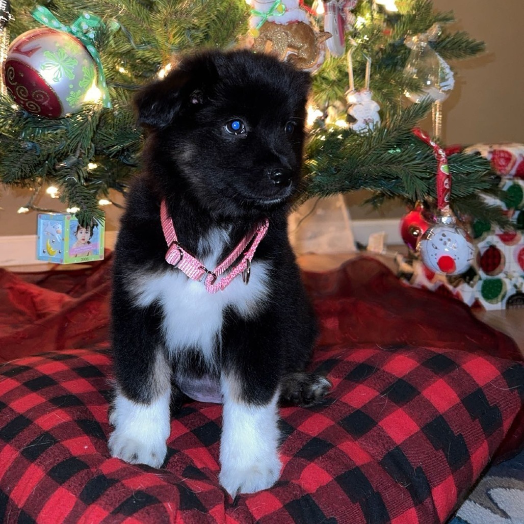 Green Bean, an adoptable Schipperke, Mixed Breed in Wappingers Falls, NY, 12590 | Photo Image 3