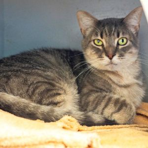 Douglas Fir, Adult Male Domestic Short Hair