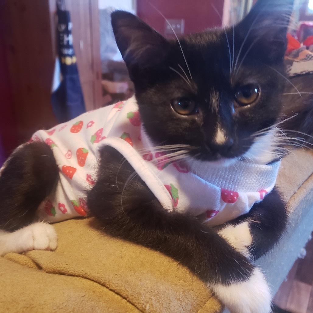 Leia