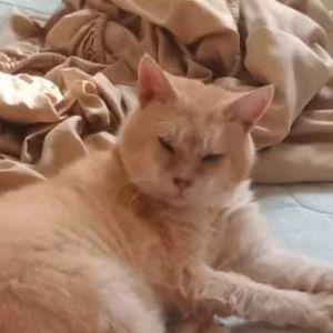 Puma Creel, Senior Male unknown