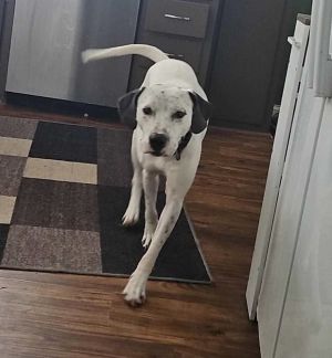 Ace, Adult Male Dalmatian