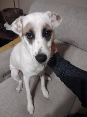 Dory, Young Female Pit Bull Terrier