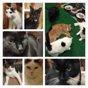 Foster Homes Needed! Please Volunteer, Adult Female Domestic Short Hair
