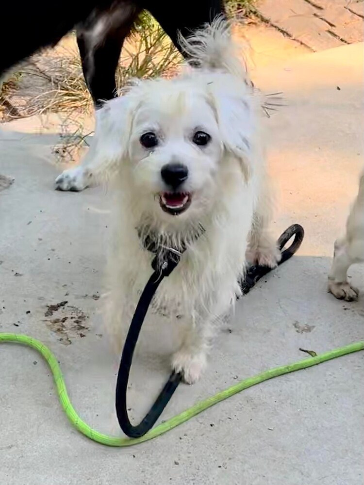 Rob Kendall, an adoptable Shih Tzu, Maltese in Cloverdale, IN, 46120 | Photo Image 1