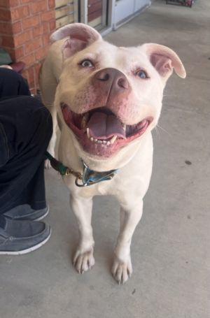 Diamond, Adult Female unknown