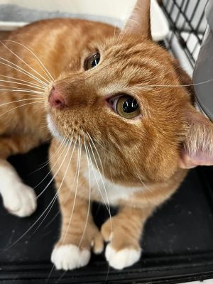 Howard, Adult Male unknown