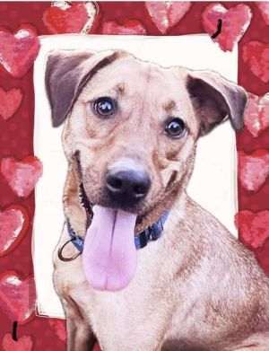 Skye, Adult Female unknown