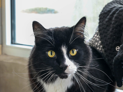 Otis, an adoptable Domestic Medium Hair, Domestic Short Hair in Longmont, CO, 80501 | Photo Image 1