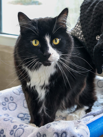 Otis, an adoptable Domestic Medium Hair, Domestic Short Hair in Longmont, CO, 80501 | Photo Image 2