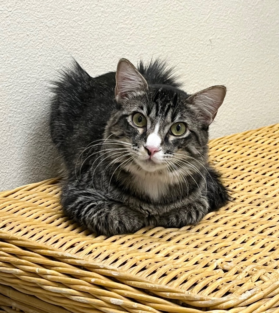 Misty, an adoptable Domestic Medium Hair in Las Vegas, NV, 89130 | Photo Image 1
