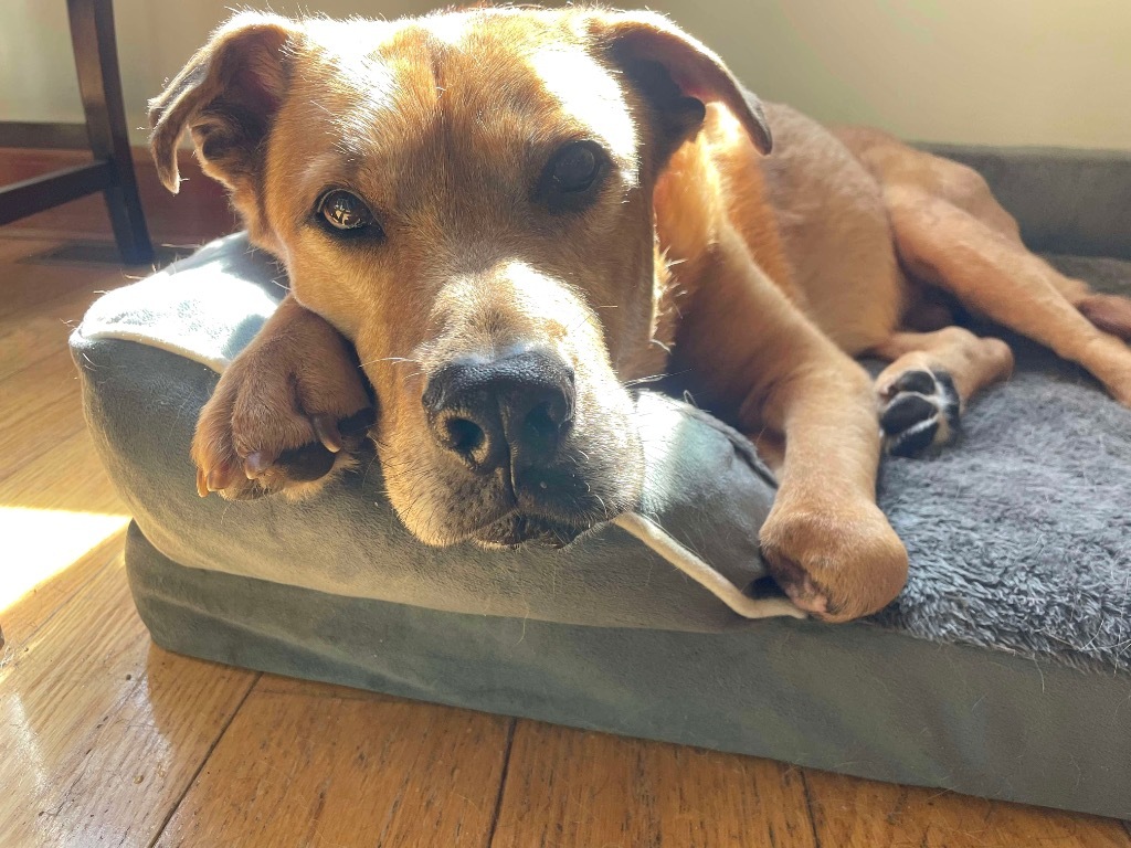 Tobey Meadowood - LOCAL DOG