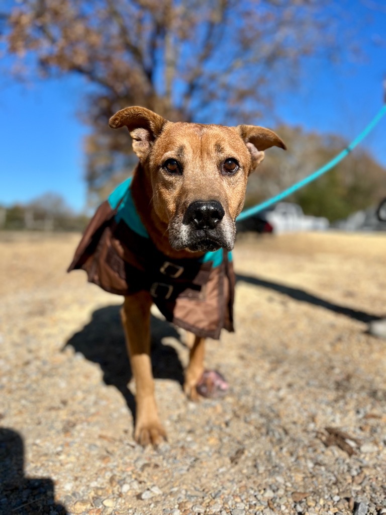 Tobey Meadowood - LOCAL DOG